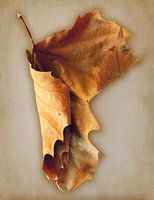 Braunes, trockenes Blatt auf dem Hintergrund einer Papiertextur