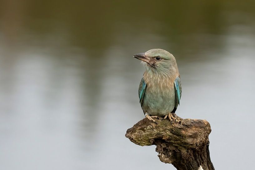 Scavenger by Jan van Vreede