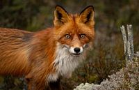 Rein de Vos op rooftocht