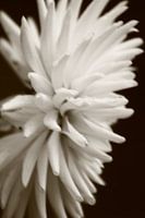 onscherpe kleurloze bloem