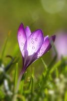 Crocus