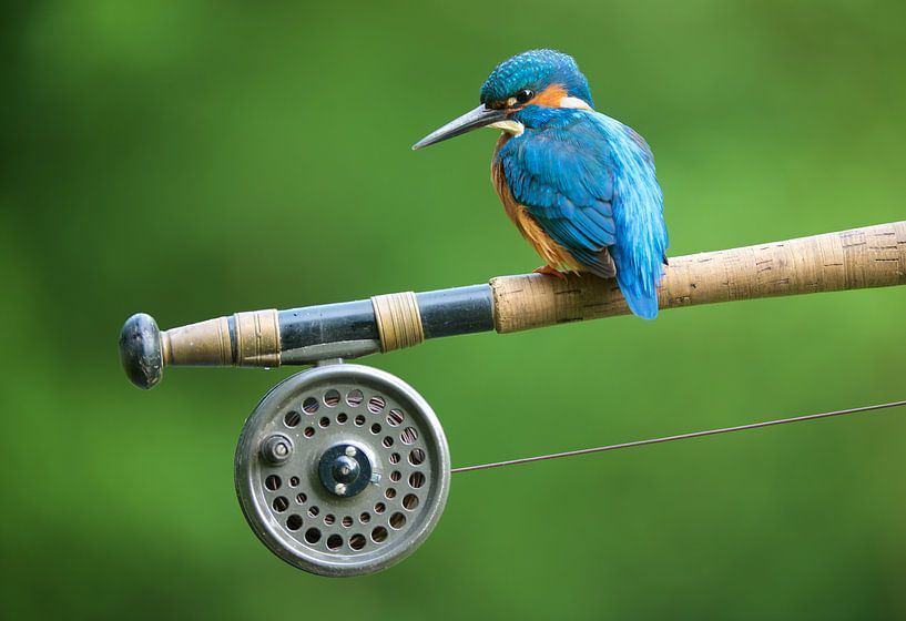 Kingfisher by Kingfisher.photo - Corné van Oosterhout