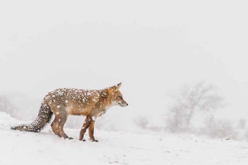 Renard d'hiver par Menno Schaefer