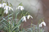 sneeuwklokjes in het Februari zonnetje