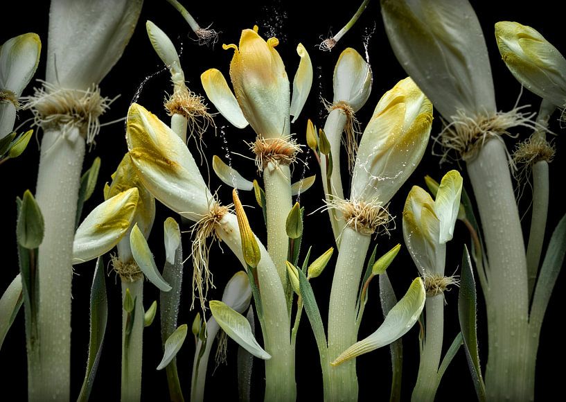 Sweet Green Chicory by Olaf Bruhn