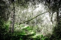 Waldweg im Biesbosch 