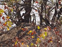 Cheetahs, Kruger National Park