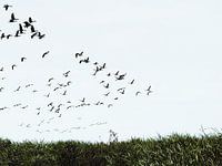 Groupe d'oiseaux dans le ciel