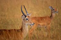 La fierté de la savane - Le kob d'Ouganda