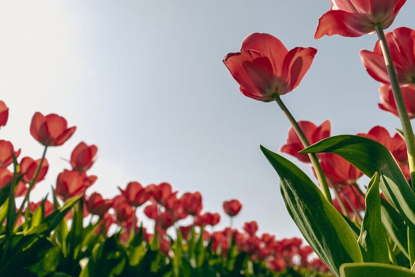 Tulipes rouges au printemps par Sophia Eerden