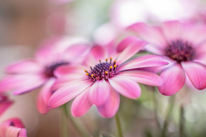 Bloemenpracht by Inge Heeringa