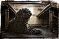 Chien de berger dans un vieux train