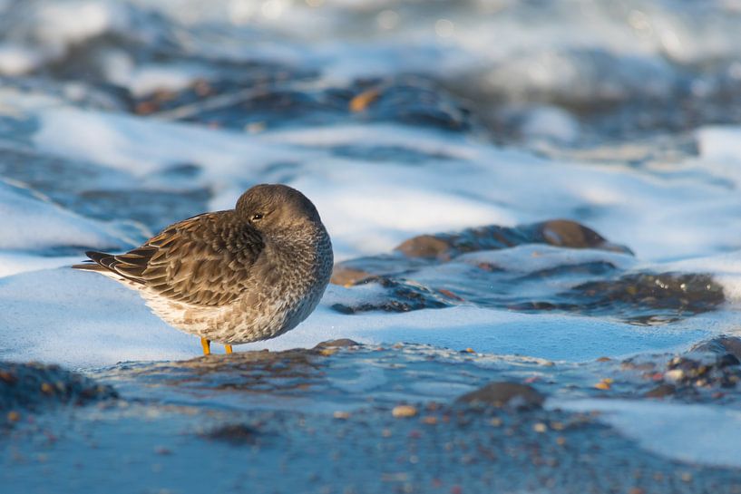 purple sandpiper has a rest by Bas Verschoor