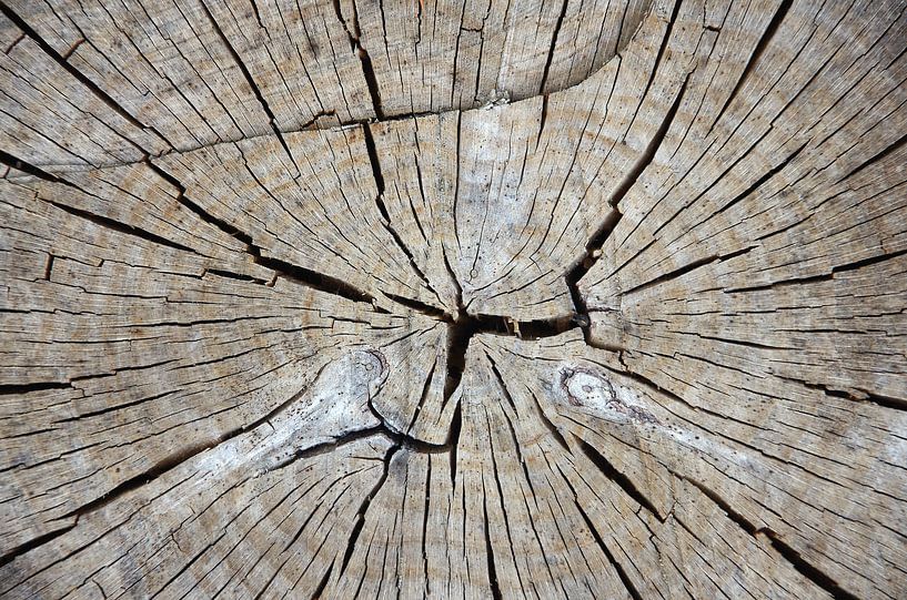 Close-up afgezaagde beuk von Watze D. de Haan