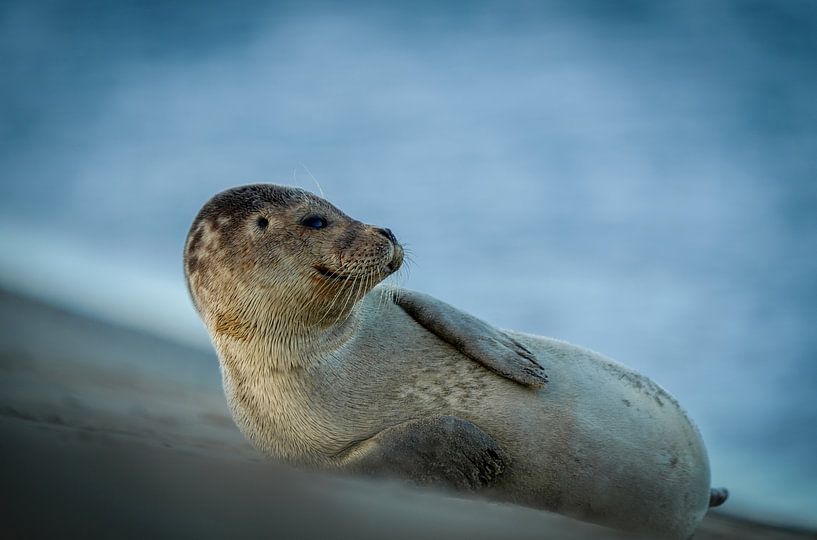 Donc, je mens par Dirk van Egmond