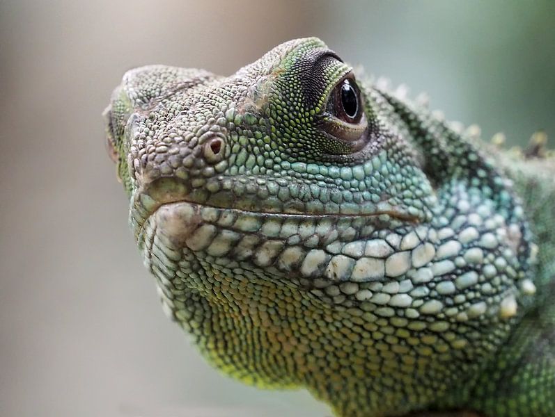 Grüne Wasseragame von Loek Lobel