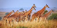 Ugandan giraffes in Murchison Falls National Park Uganda