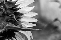 Details einer Sonnenblume in Schwarz und Weiß