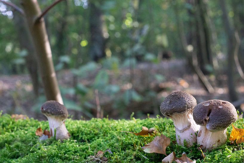 Pilz von Anjo ten Kate