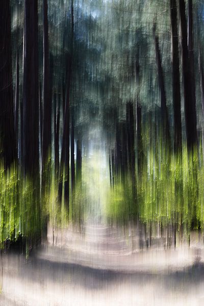 Kalmthoutse Heide par Ingrid Van Damme fotografie