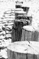 Zeeland, Pays-Bas | Gros plan sur des épis côtiers | Photographie en noir et blanc