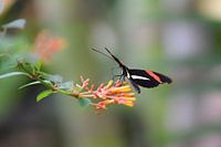 Zwart met rode vlinder op een oranje bloem