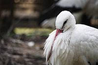 Resting stork in its nest