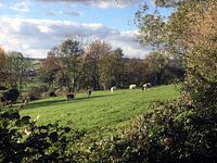 Koeien in het Limburgs Landschap