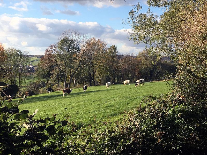 Koeien in het Limburgs Landschap von Remy de Wild