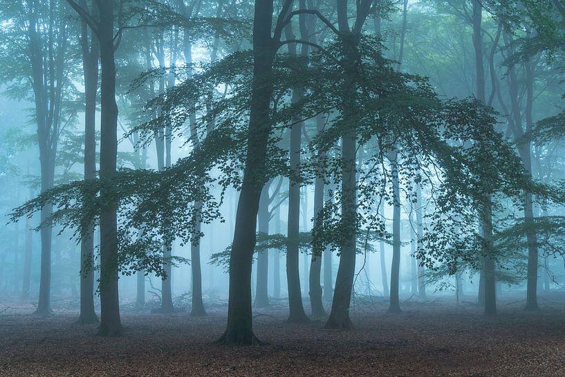 Mysterious atmosphere on a misty morning by Dennis Mulder