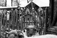 Weihnachtsmarkt Eersel