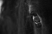 The eye of a friesian horse...