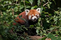 Kleiner Panda : Ouwehands Dierenpark
