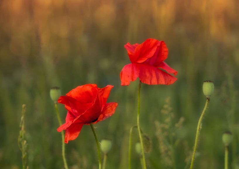 Mohnblumen auf dem Feld von Ellen Driesse
