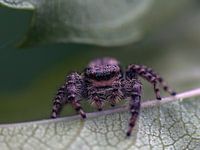 Springspin tussen blaadjes