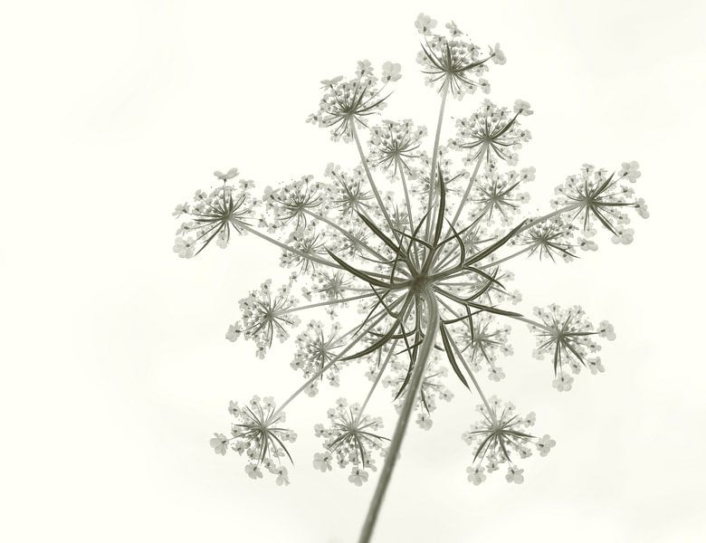 Flötenwort von Corinne Welp