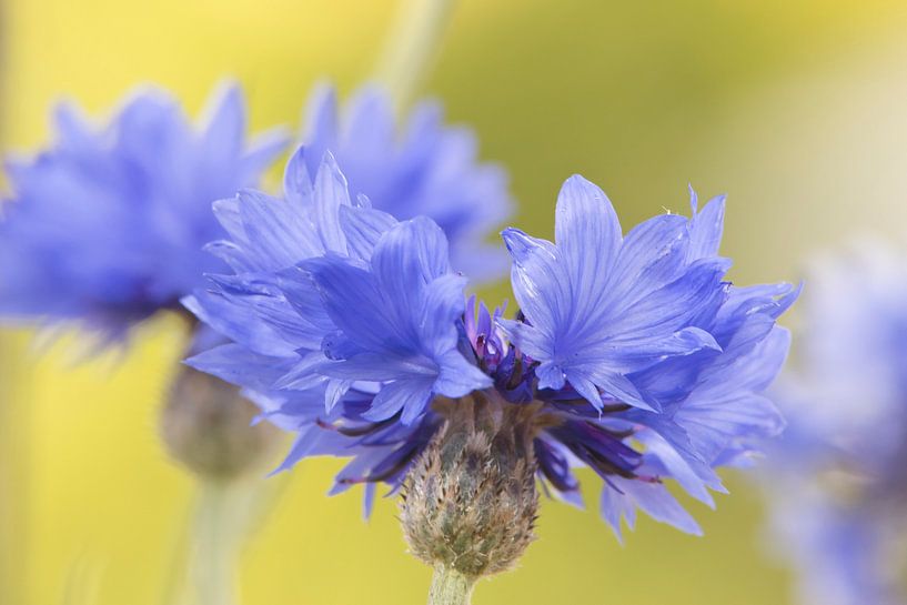 Bleuet par Kirtah Designs