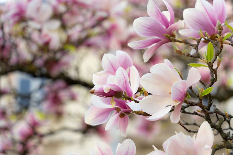 Magnolie im Frühling von André Post