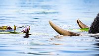 Elephant and water lily