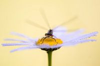 Damselfly on daisy