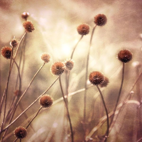 Brown by Claudia Moeckel