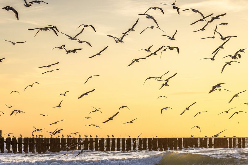 Möwen von Linda Raaphorst