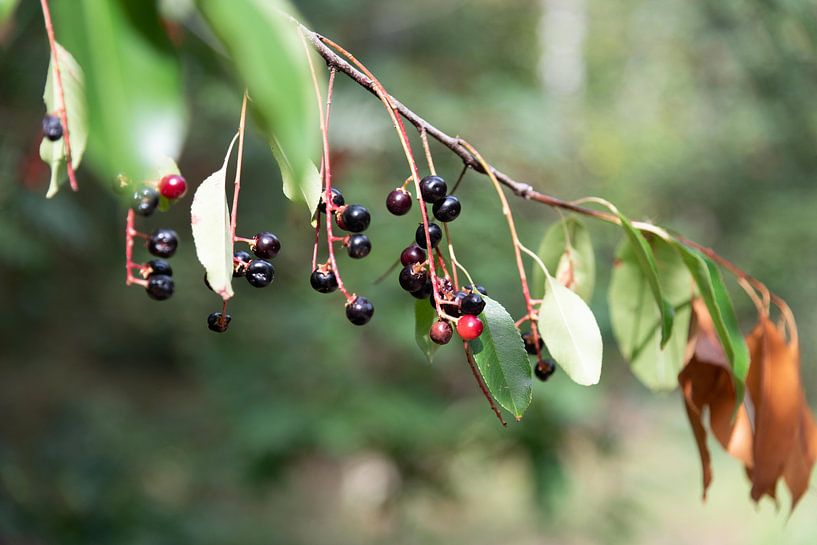 Beerenzweig von Anita Visschers