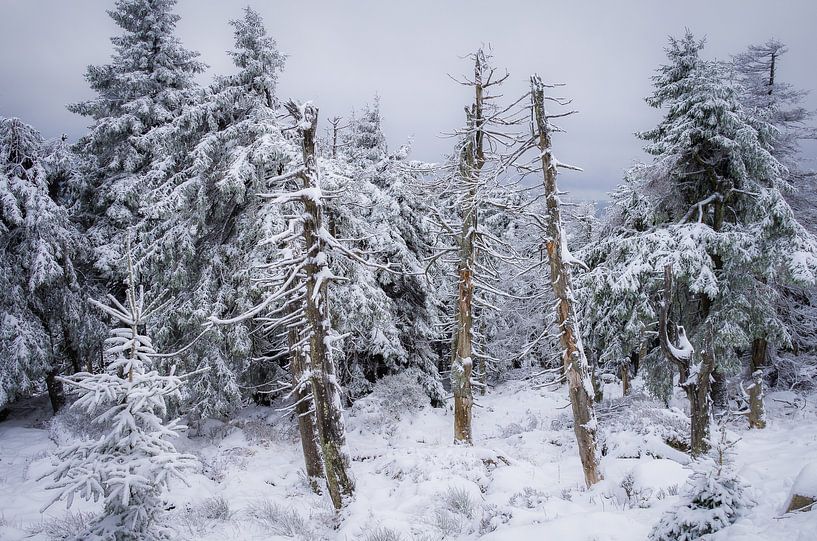Winter forest on the Brocken in the Harz Mountains by Jürgen Schmittdiel Photography