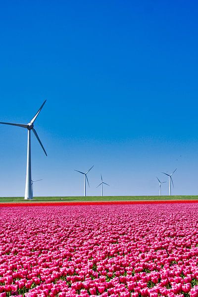 Tulipfield von YesItsRobin