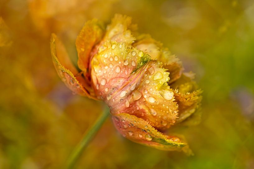 Tulpen-Eis am Stiel von Alie Ekkelenkamp