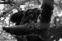 Bébé chimpanzé, Ouganda, noir et blanc