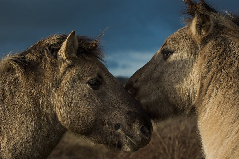 Konik horses in the floodplain by Danny Slijfer Natuurfotografie