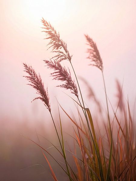 filigree grasses in a dreamy morning atmosphere - Finne grassen in een dromerige ochtendstemming by Christina Bauer Photos