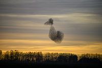 Symphonie d'Avondrust : Étourneaux dansants au coucher du soleil formulaire canard